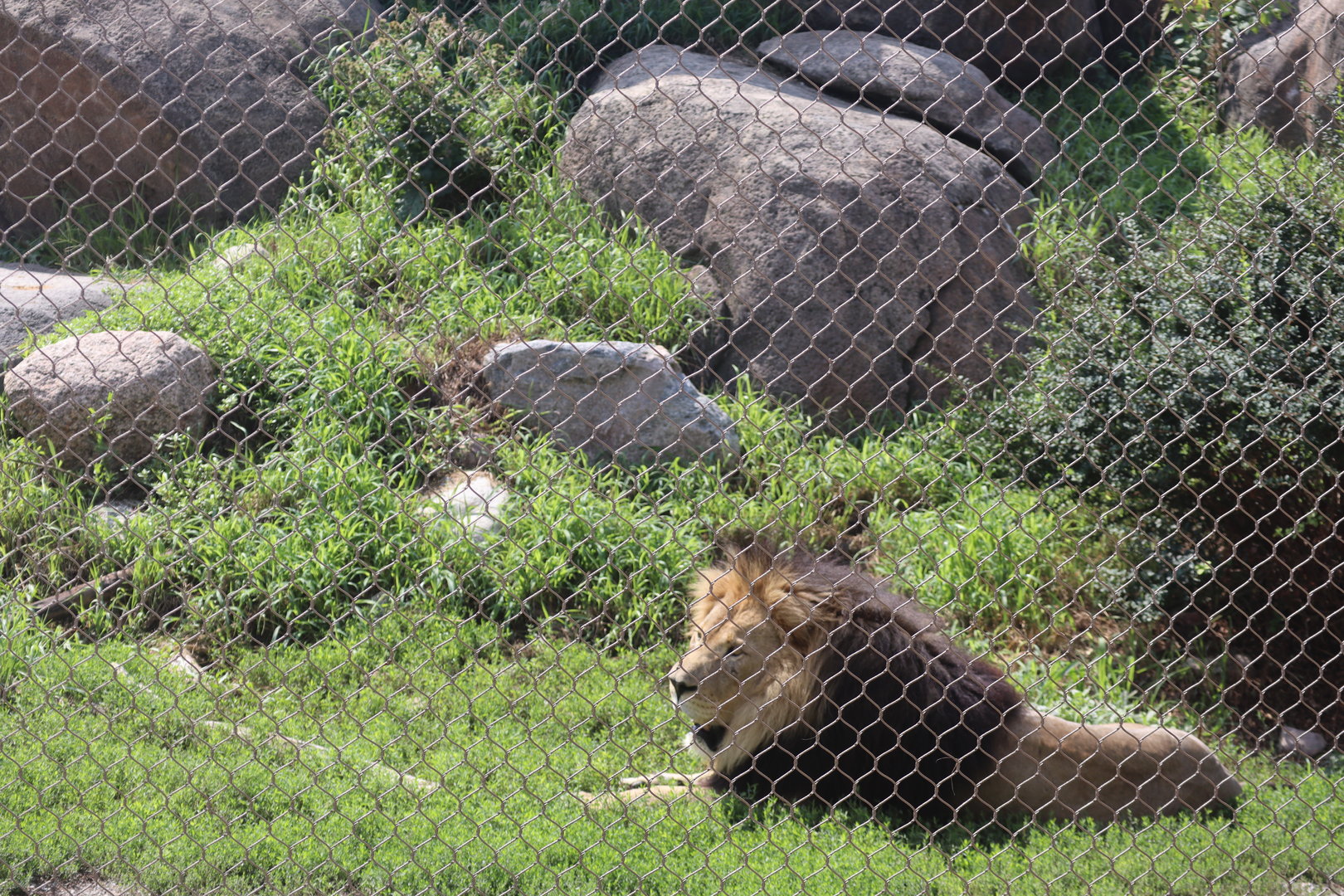 African Lion Exhibit