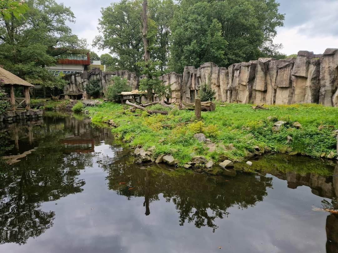 African Lion exhibit