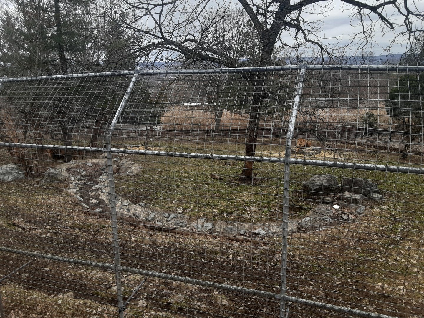 African Lion Exhibit