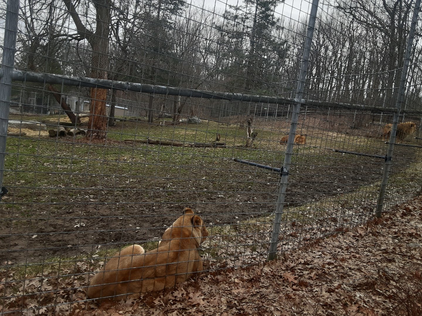 African Lion Exhibit