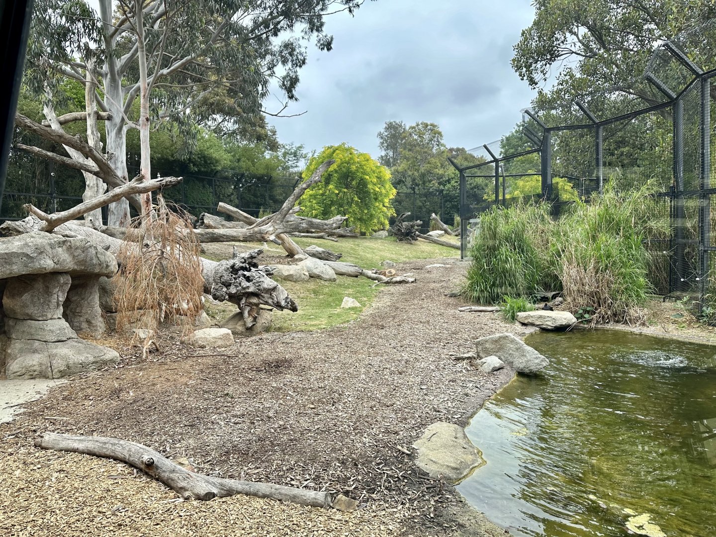 African Lion Exhibit