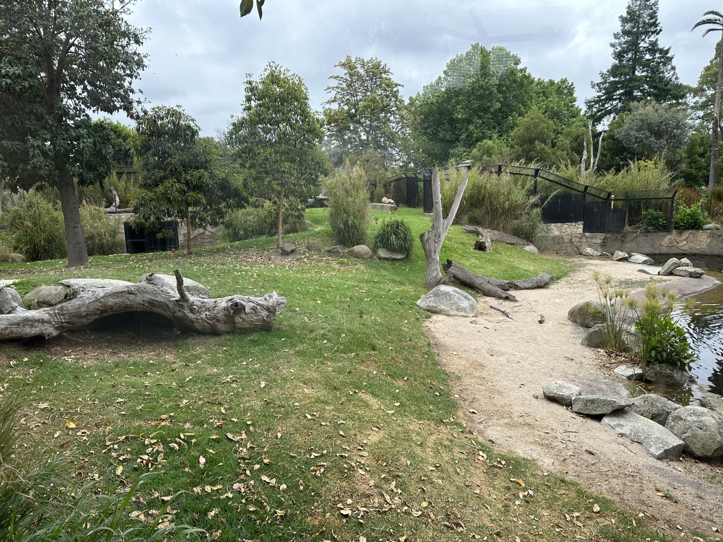 African Lion Exhibit