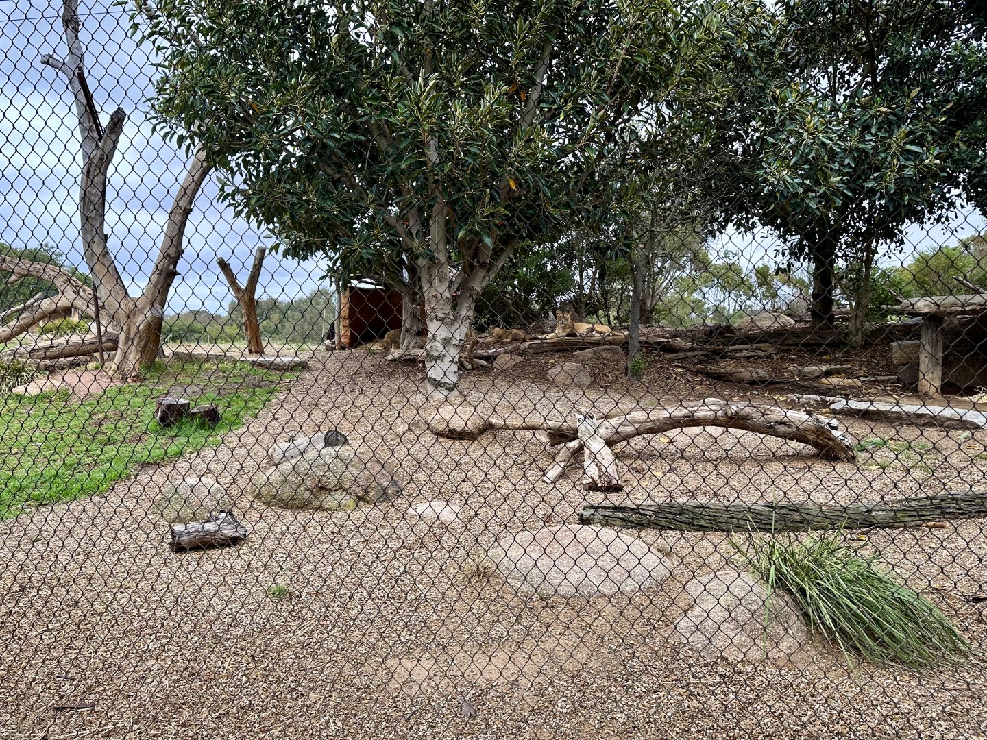 African Lion Exhibit
