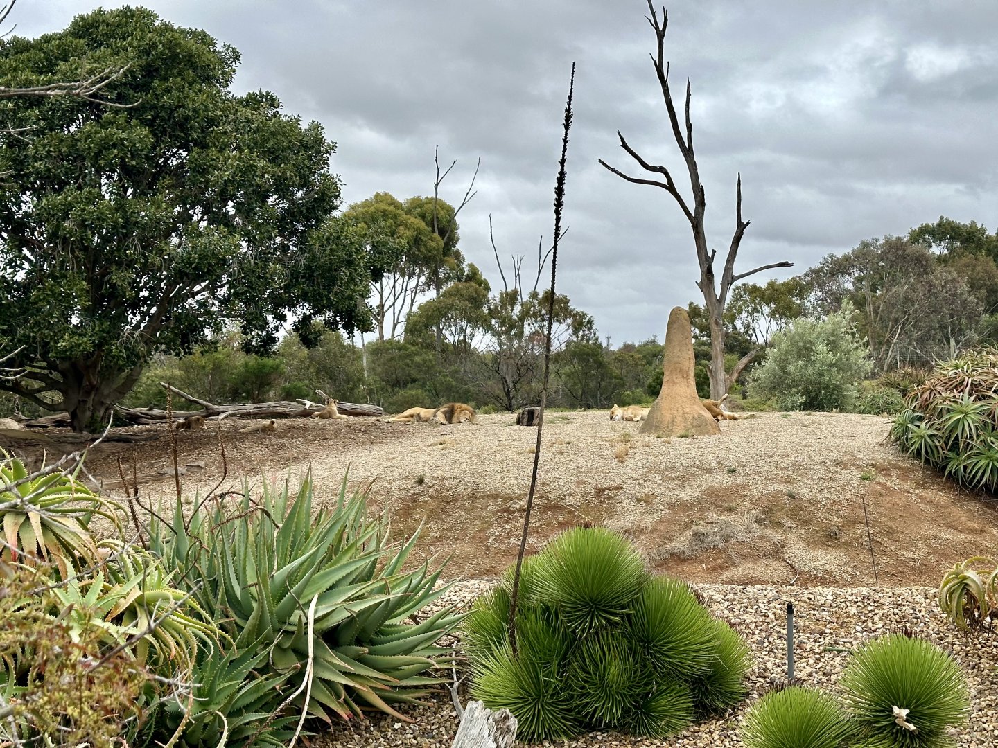 African Lion Exhibit