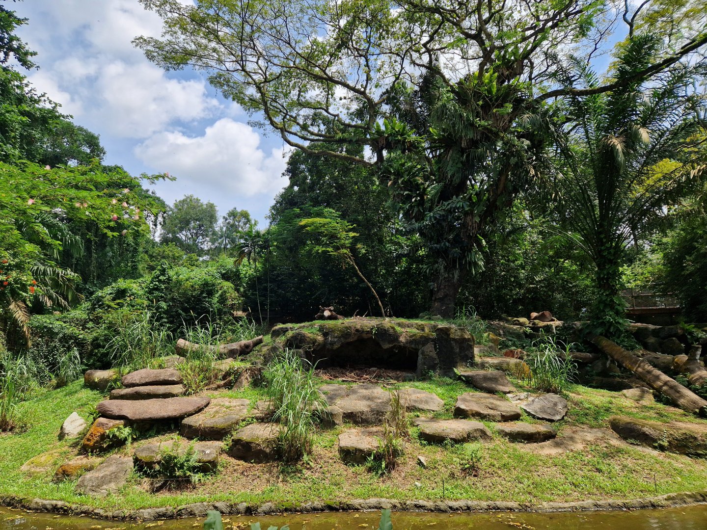 African Lion exhibit