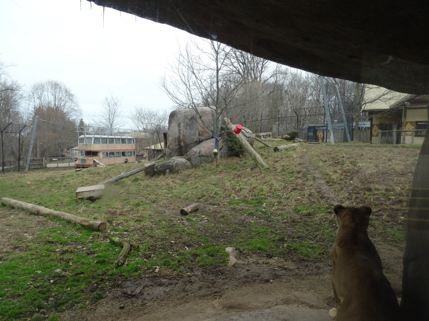 African Lion Exhibit