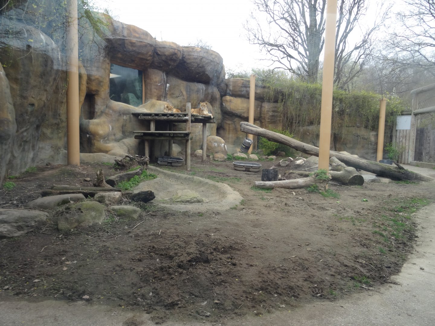 African Lion Exhibit
