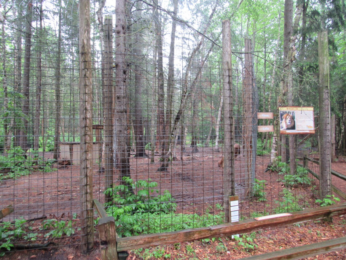 African Lion Exhibit