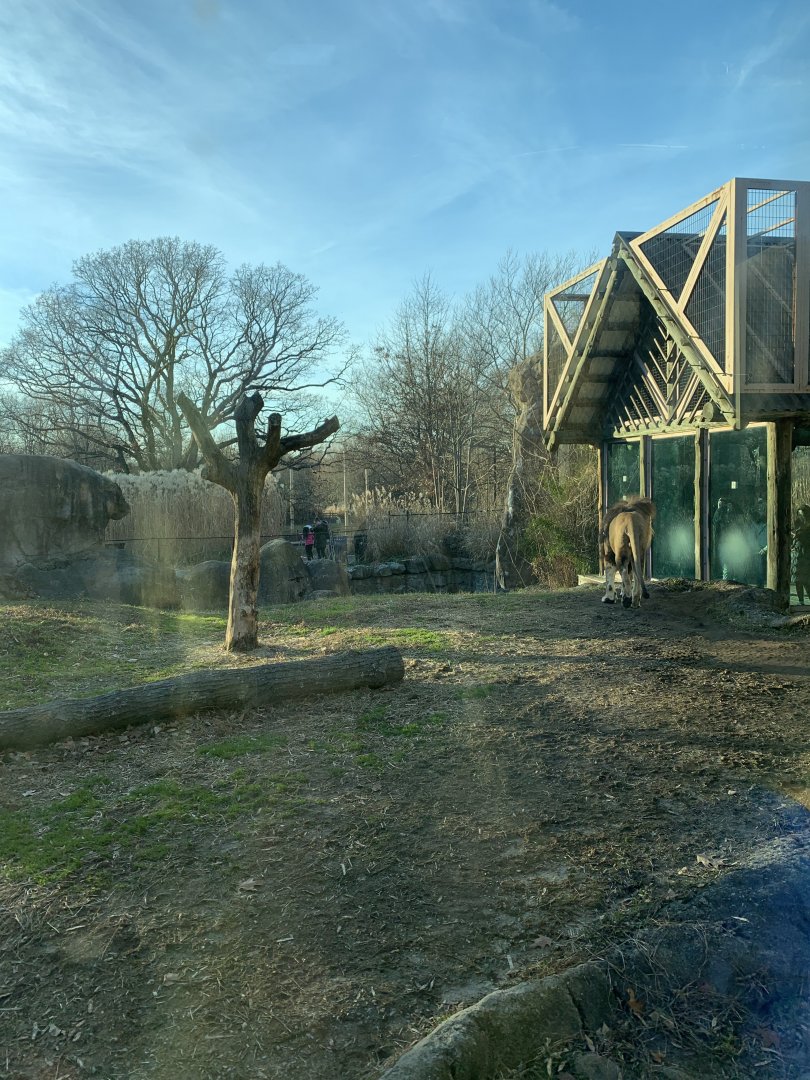 African Lion exhibit