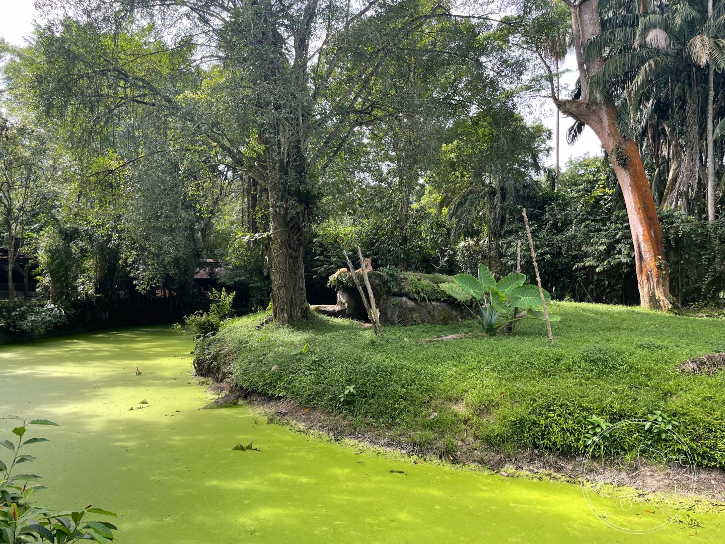 African Lion Exhibit