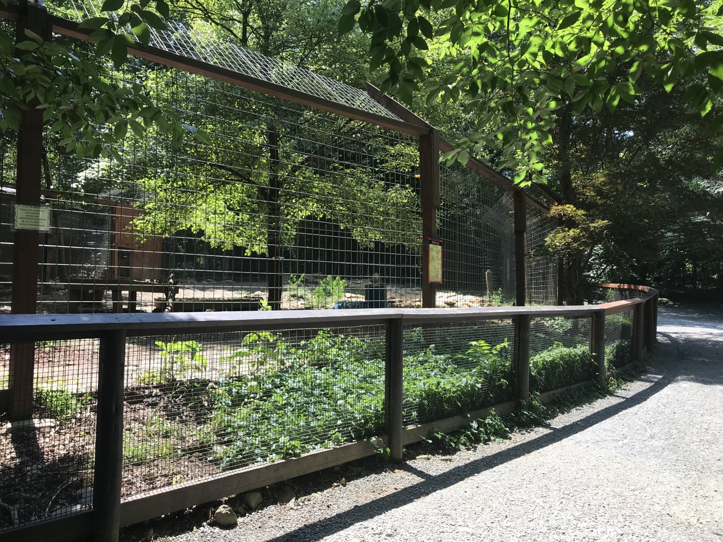 African Lion exhibit