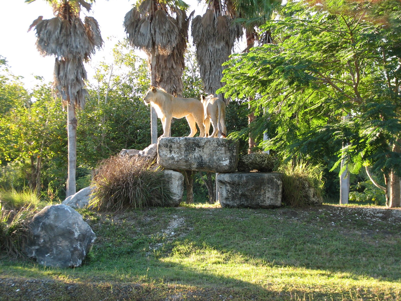 African Lion Exhibit