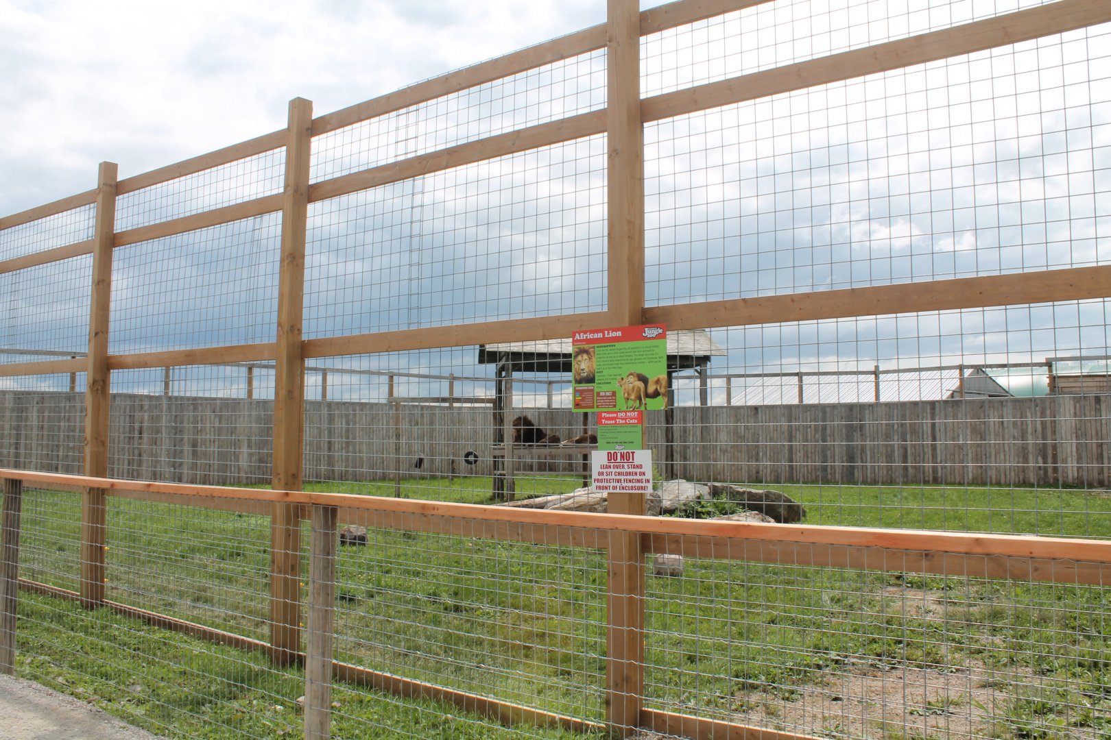 African Lion exhibit