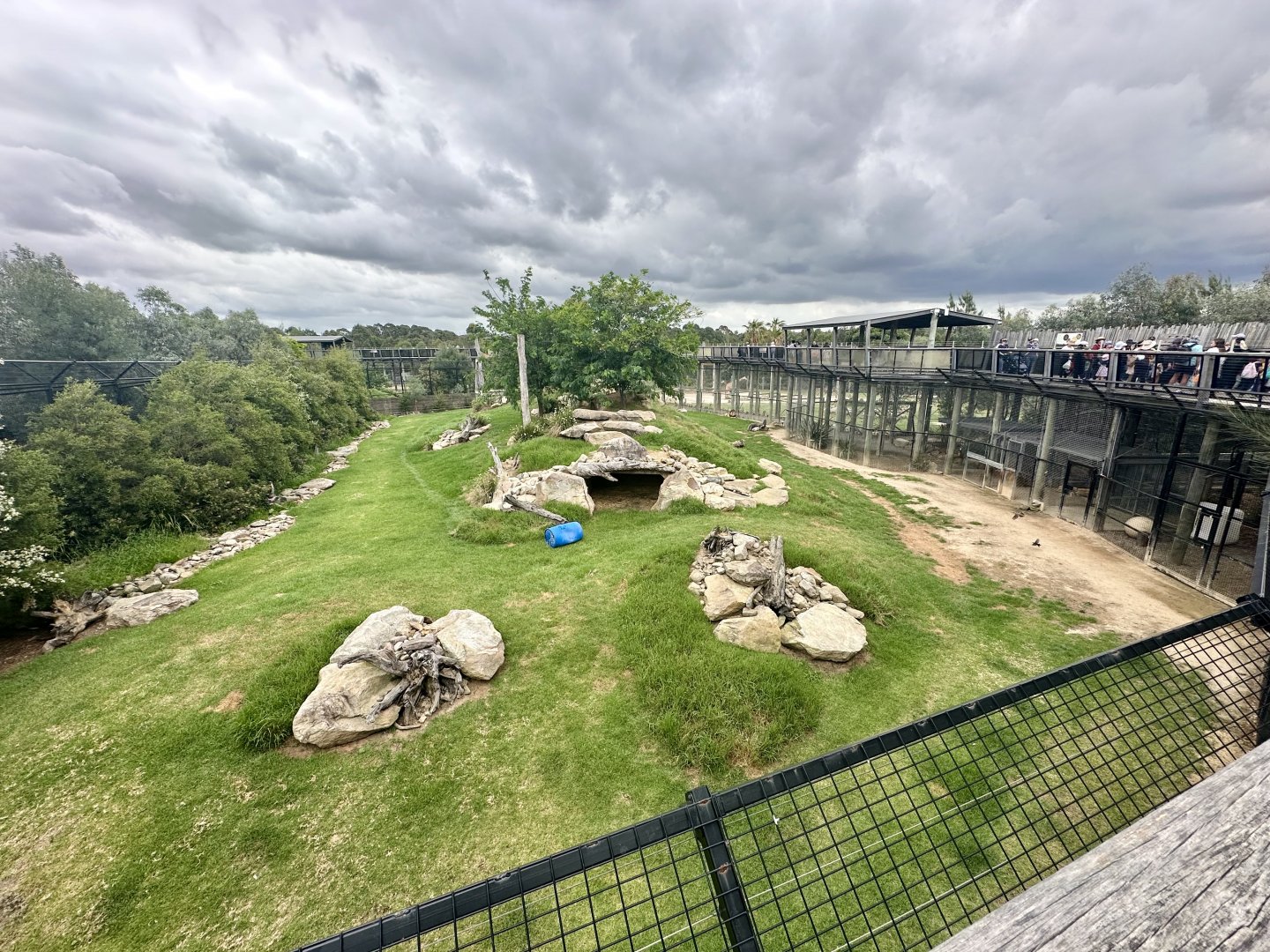 African Lion Exhibit