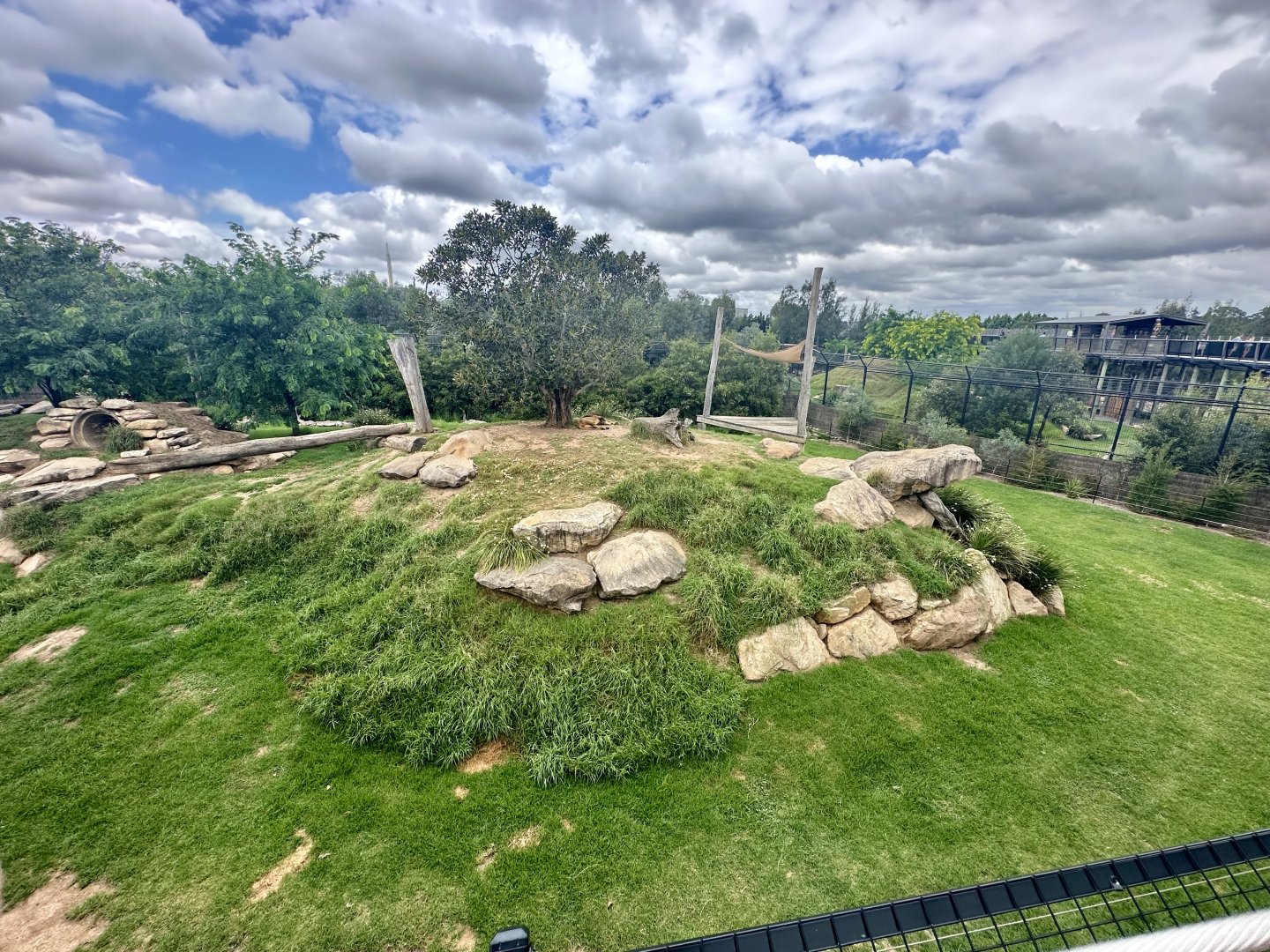 African Lion Exhibit