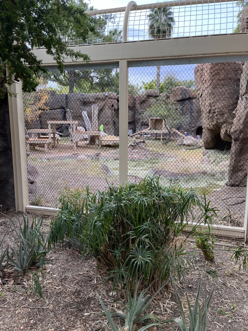 african lion exhibit