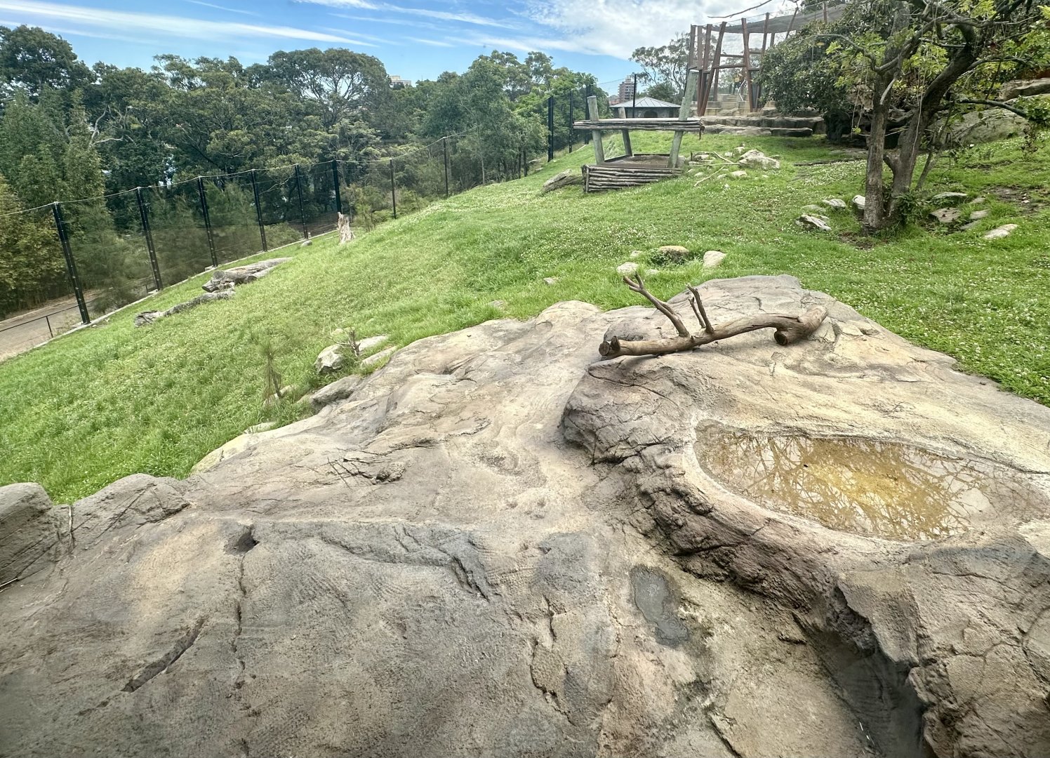 African Lion Exhibit