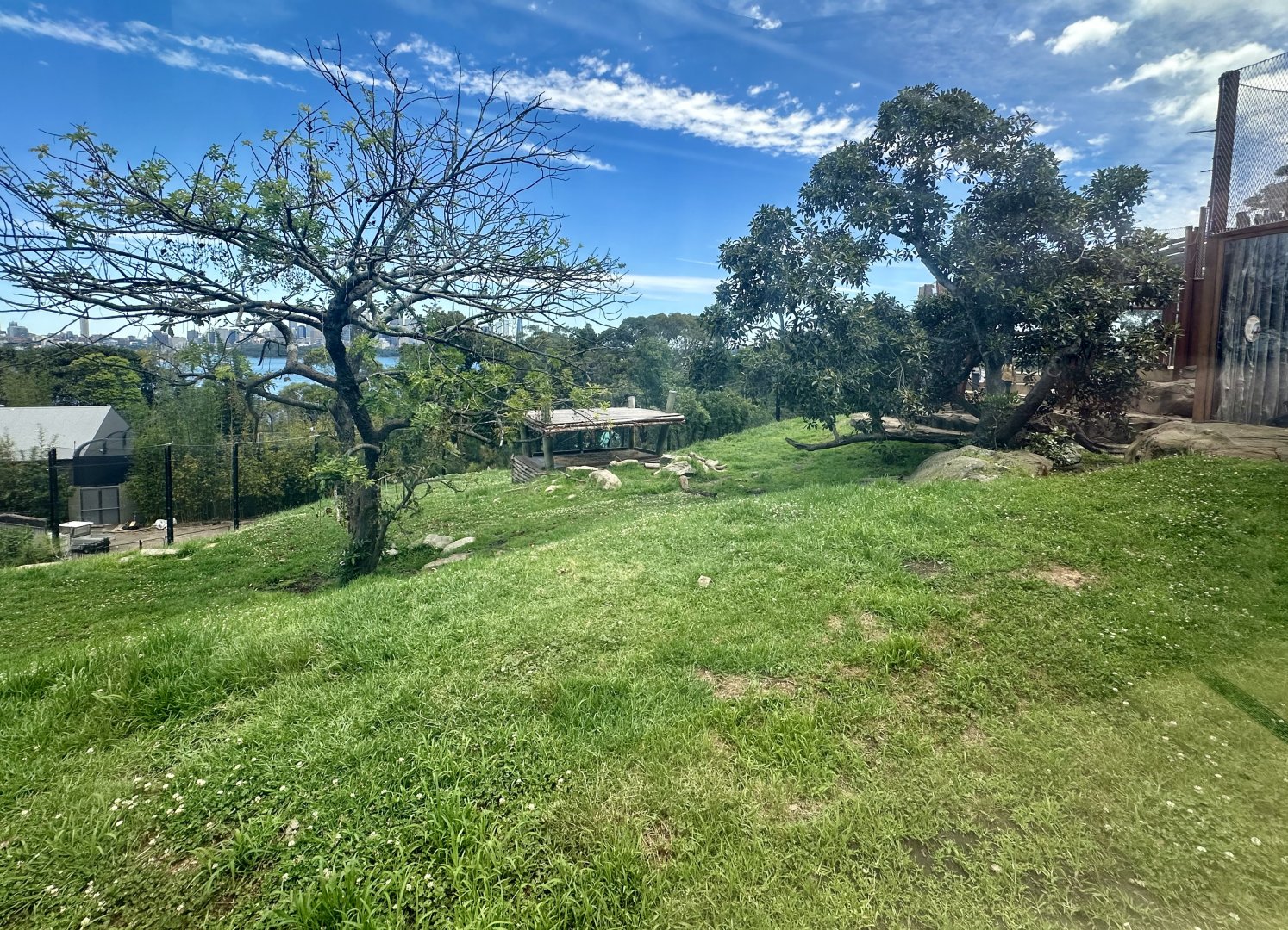 African Lion Exhibit
