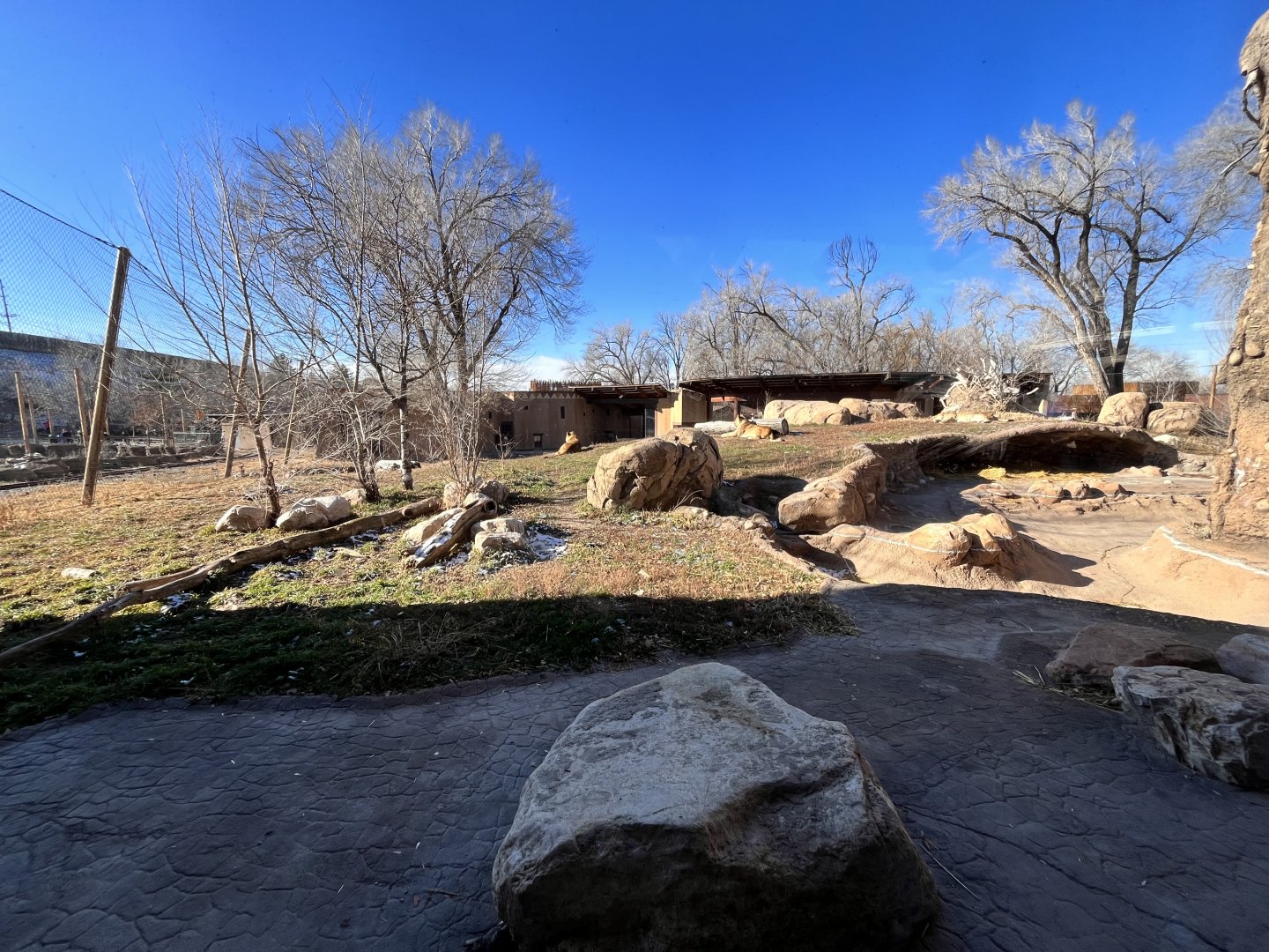 African lion exhibit
