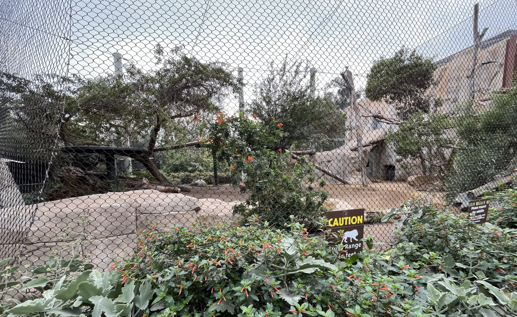 African lion exhibit