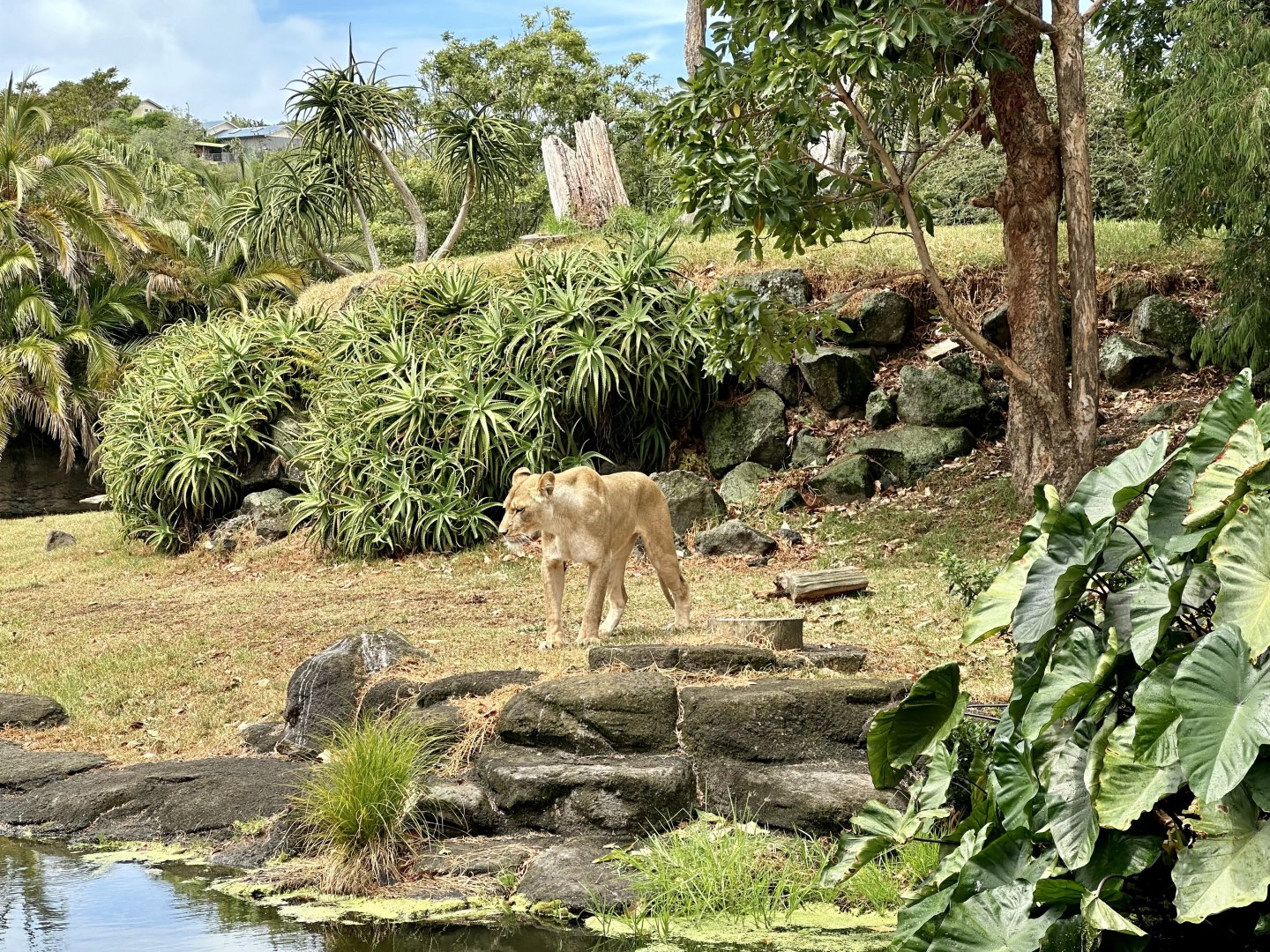 African Lion Exhibit