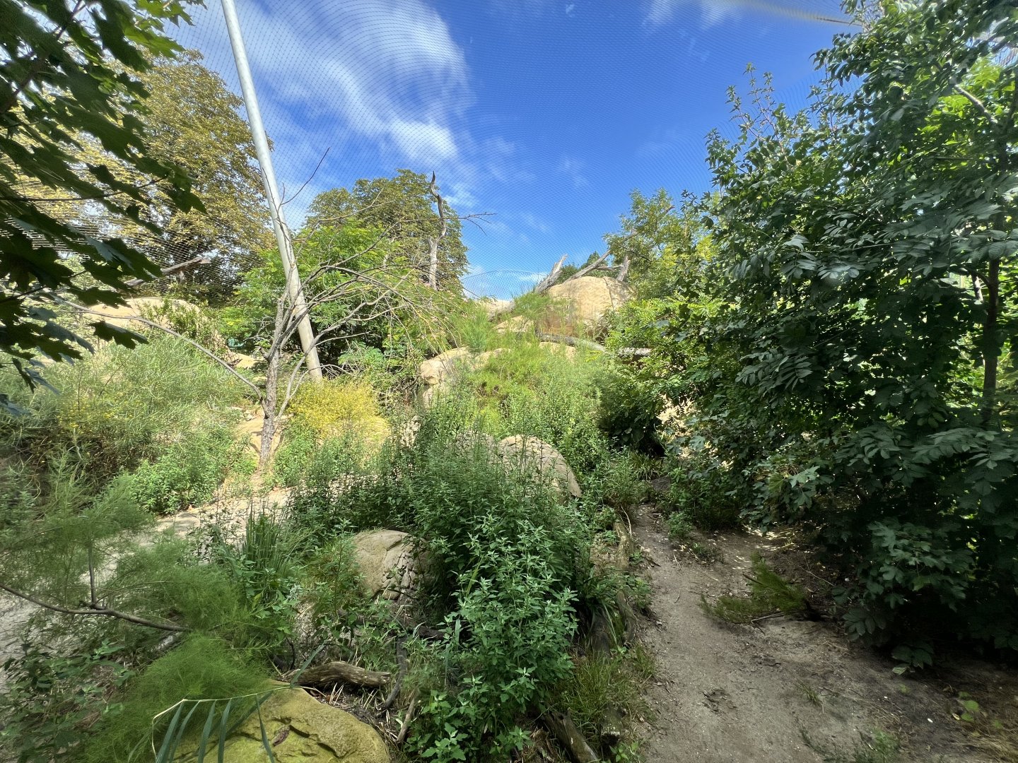 African Lion Exhibit