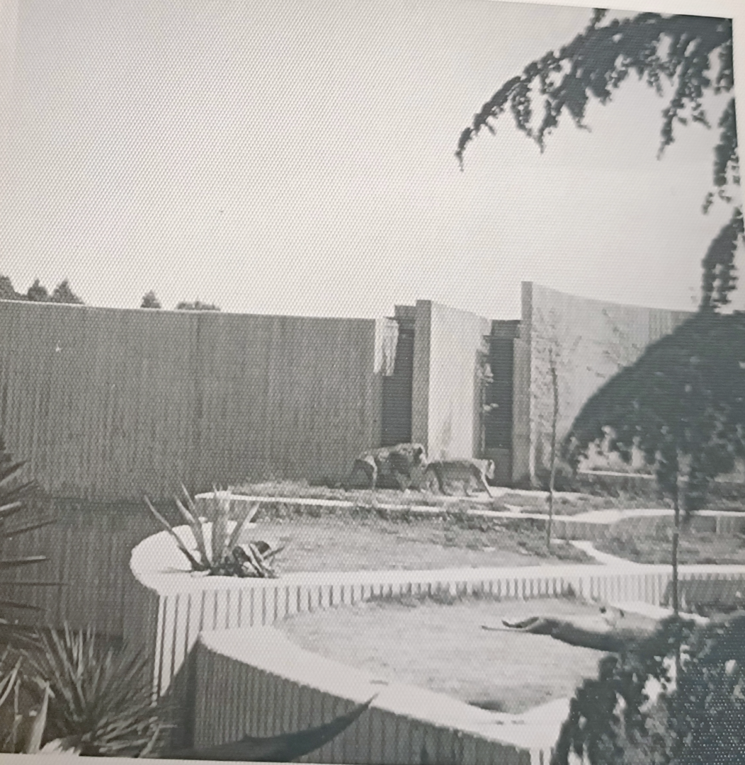 African lion exhibit