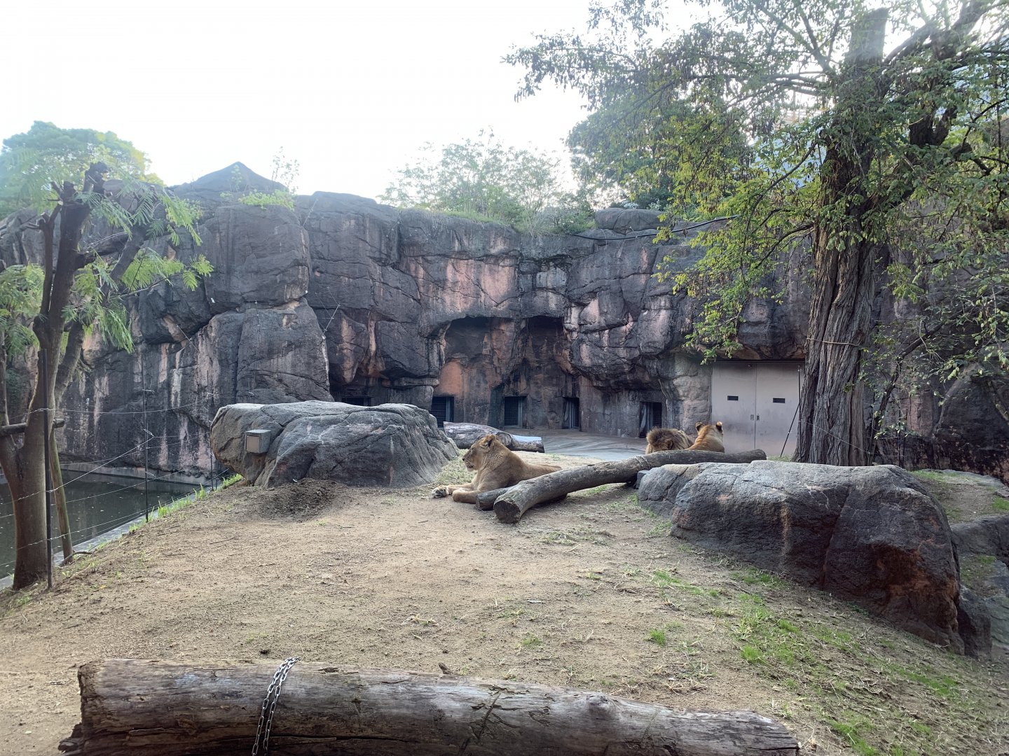 African Lion Exhibit