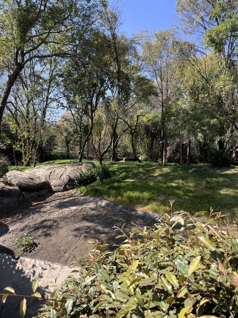 african lion exhibit