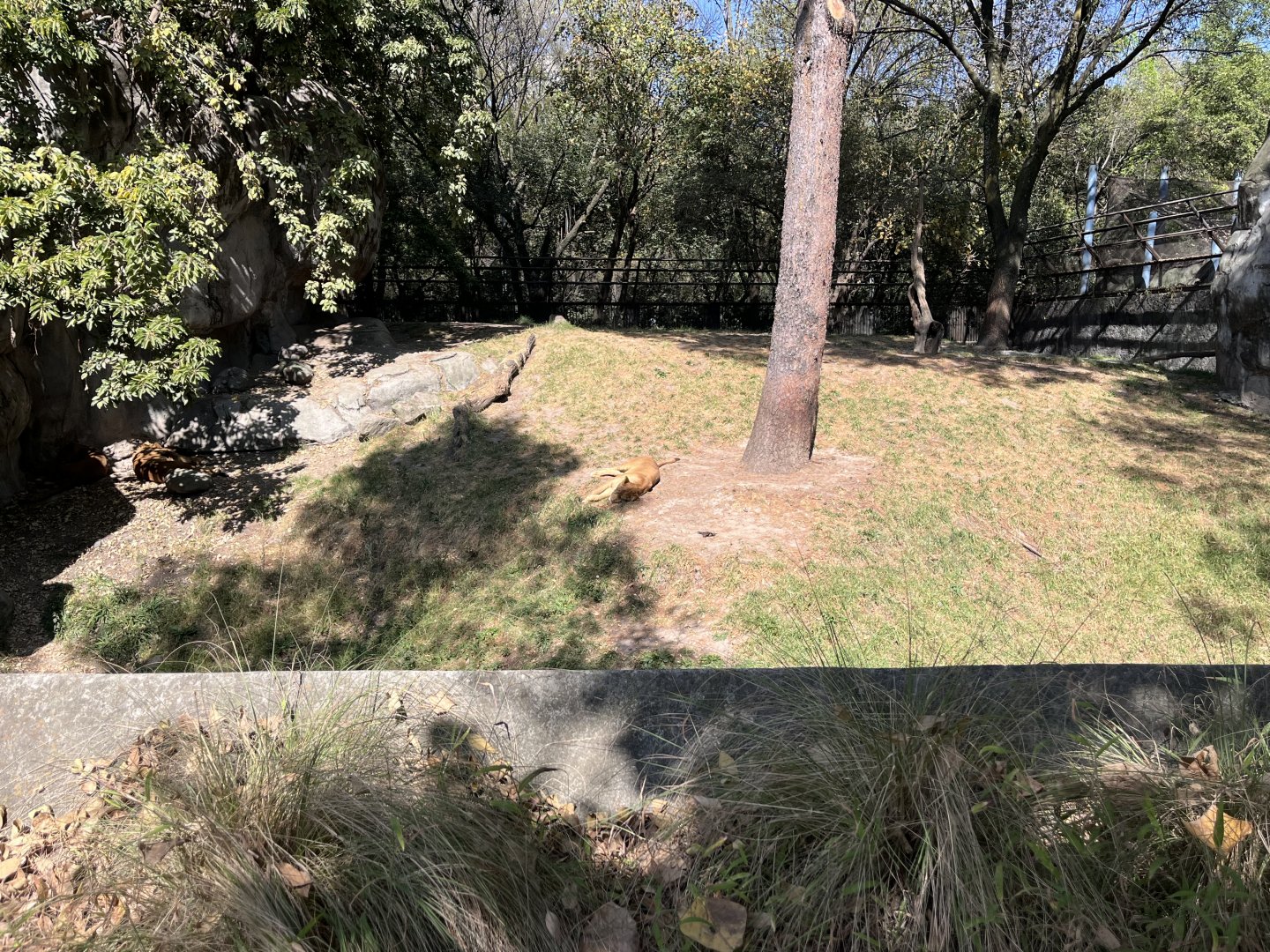 african lion exhibit