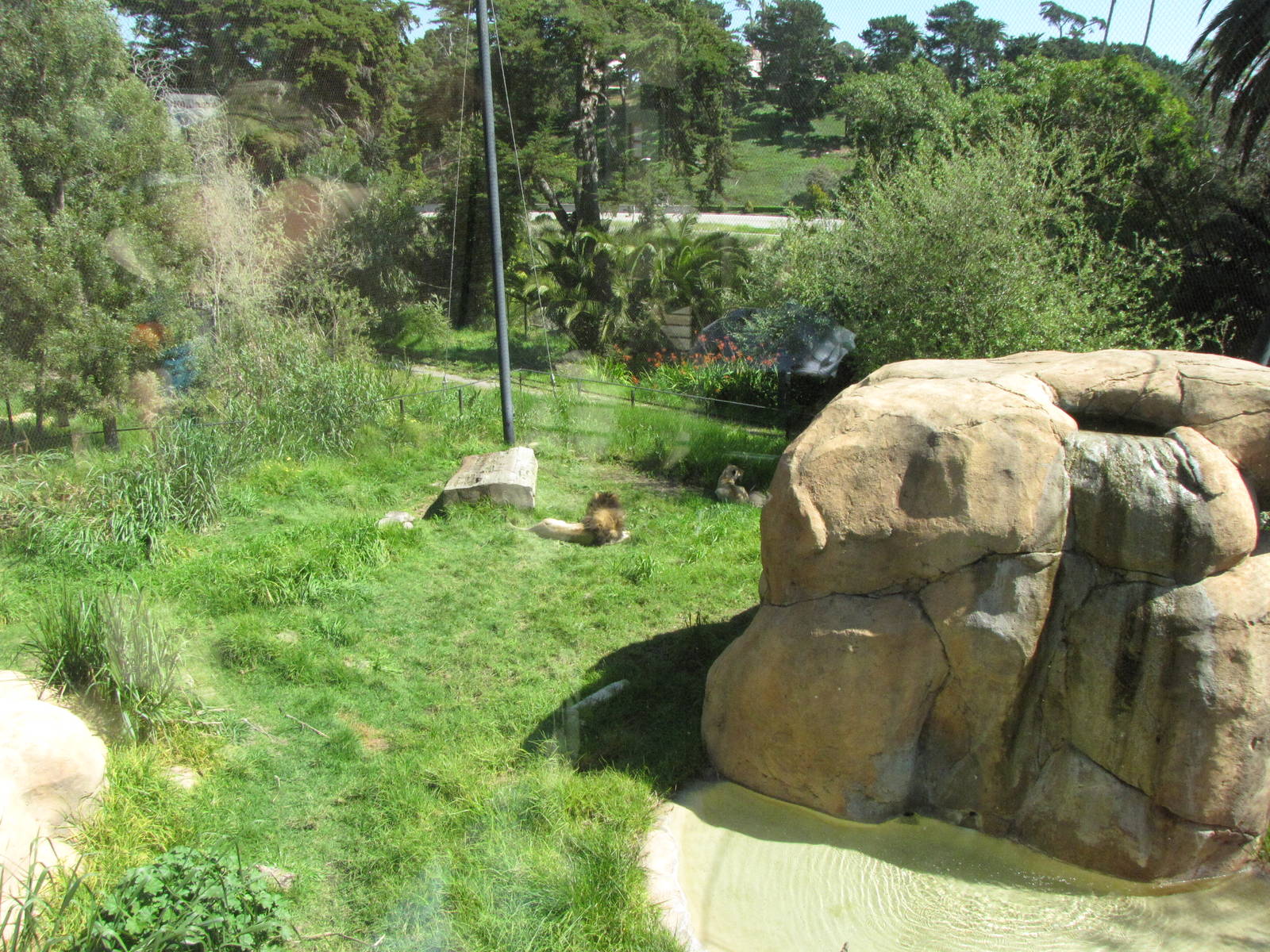 African Lion Exhibit