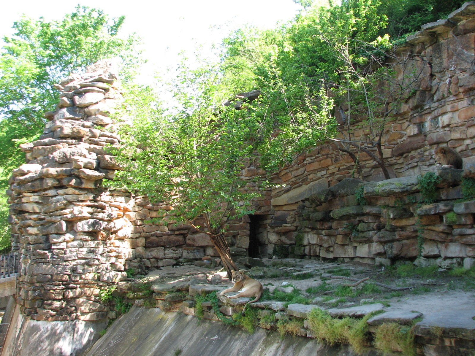 African Lion Exhibit
