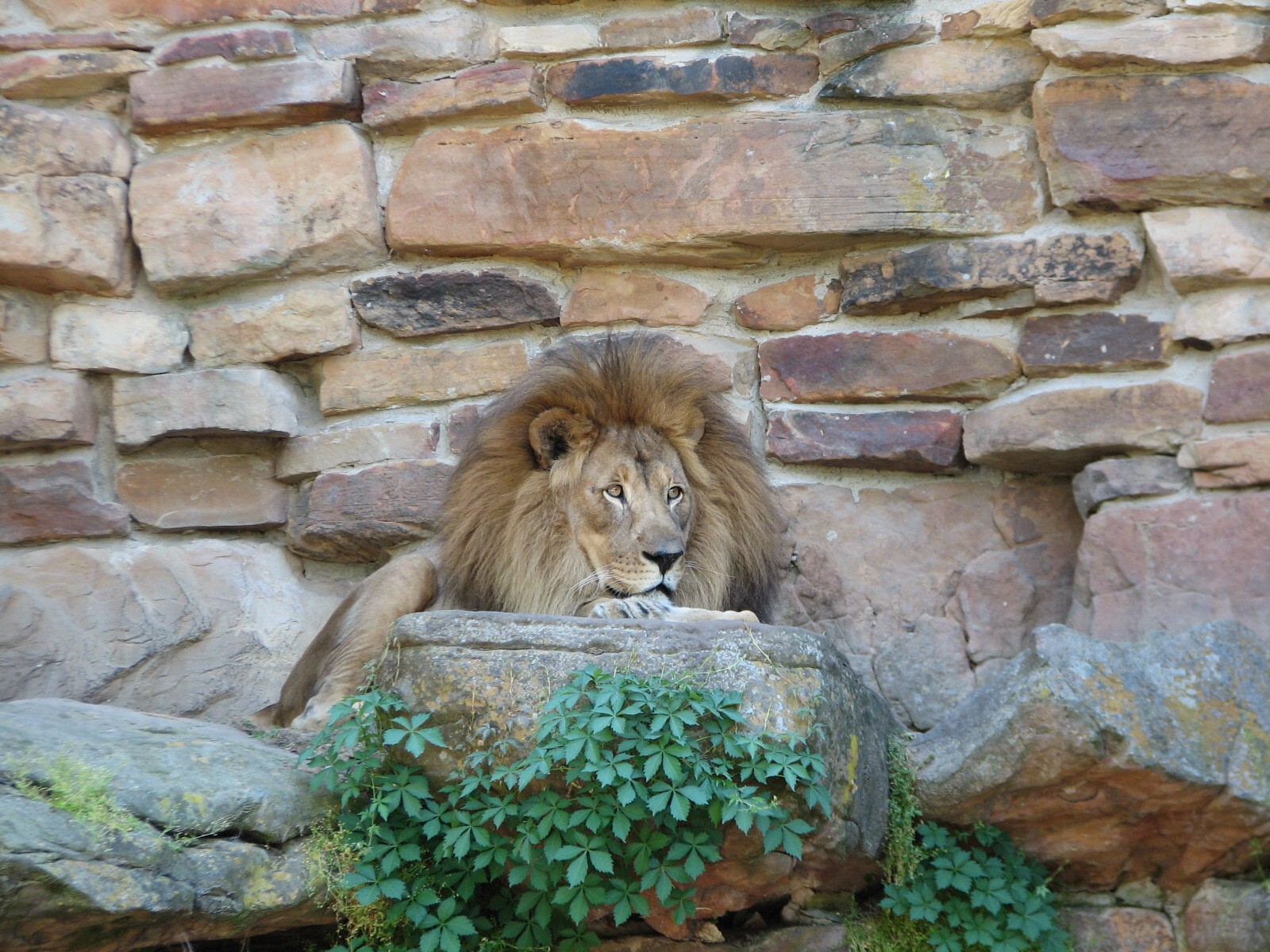 African Lion Exhibit