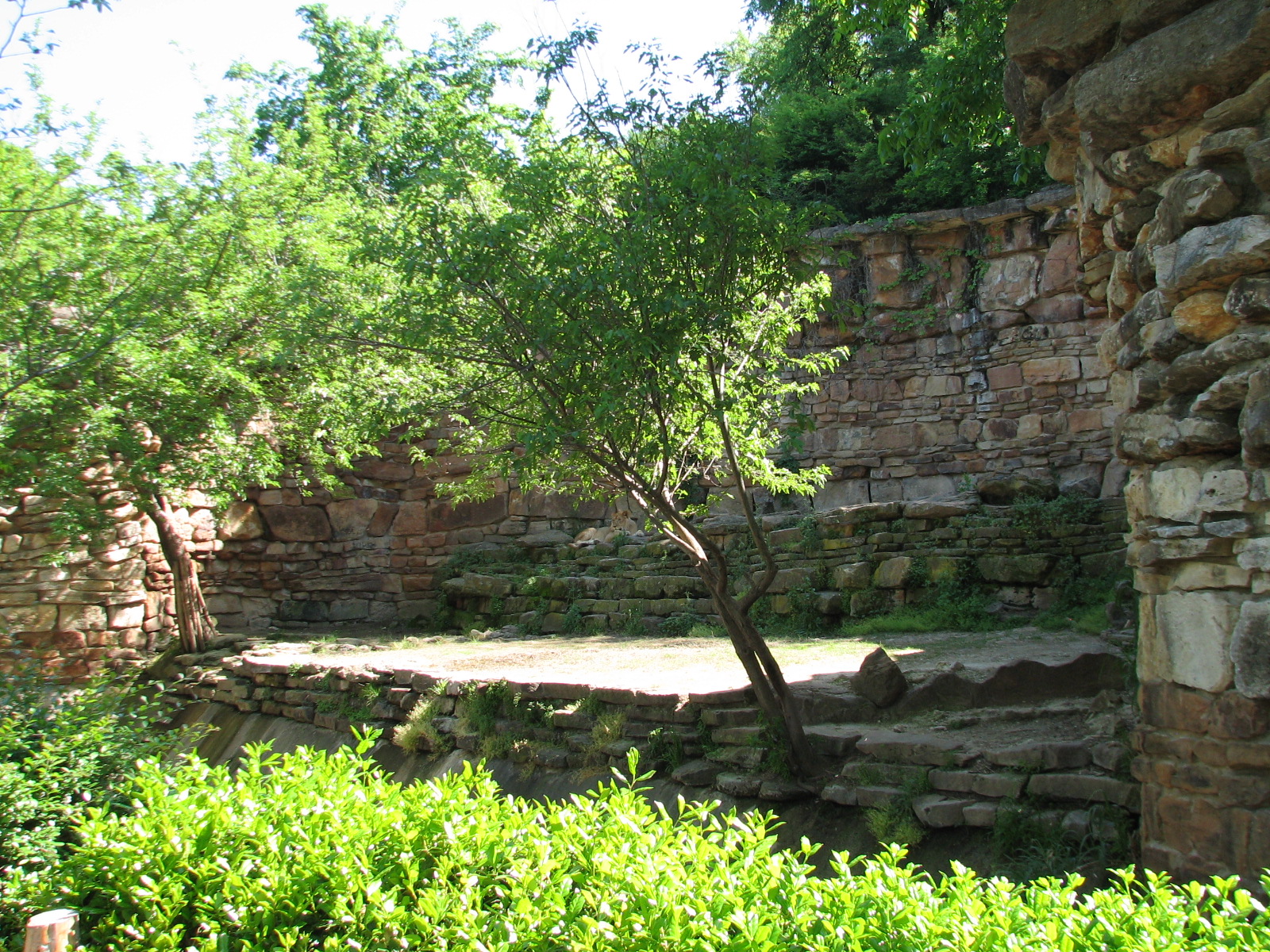 African Lion Exhibit