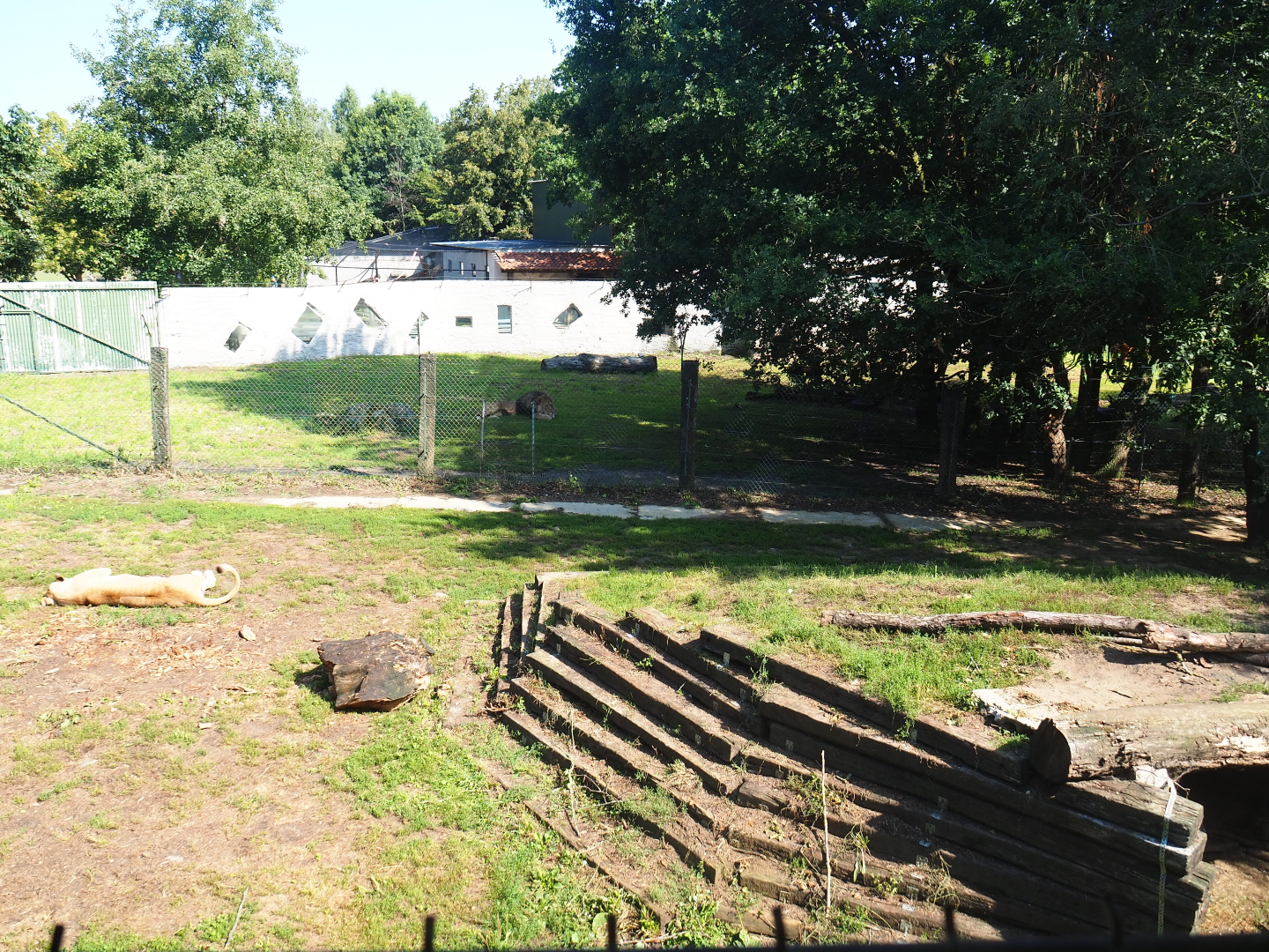 African lion exhibits, 2019-08-04