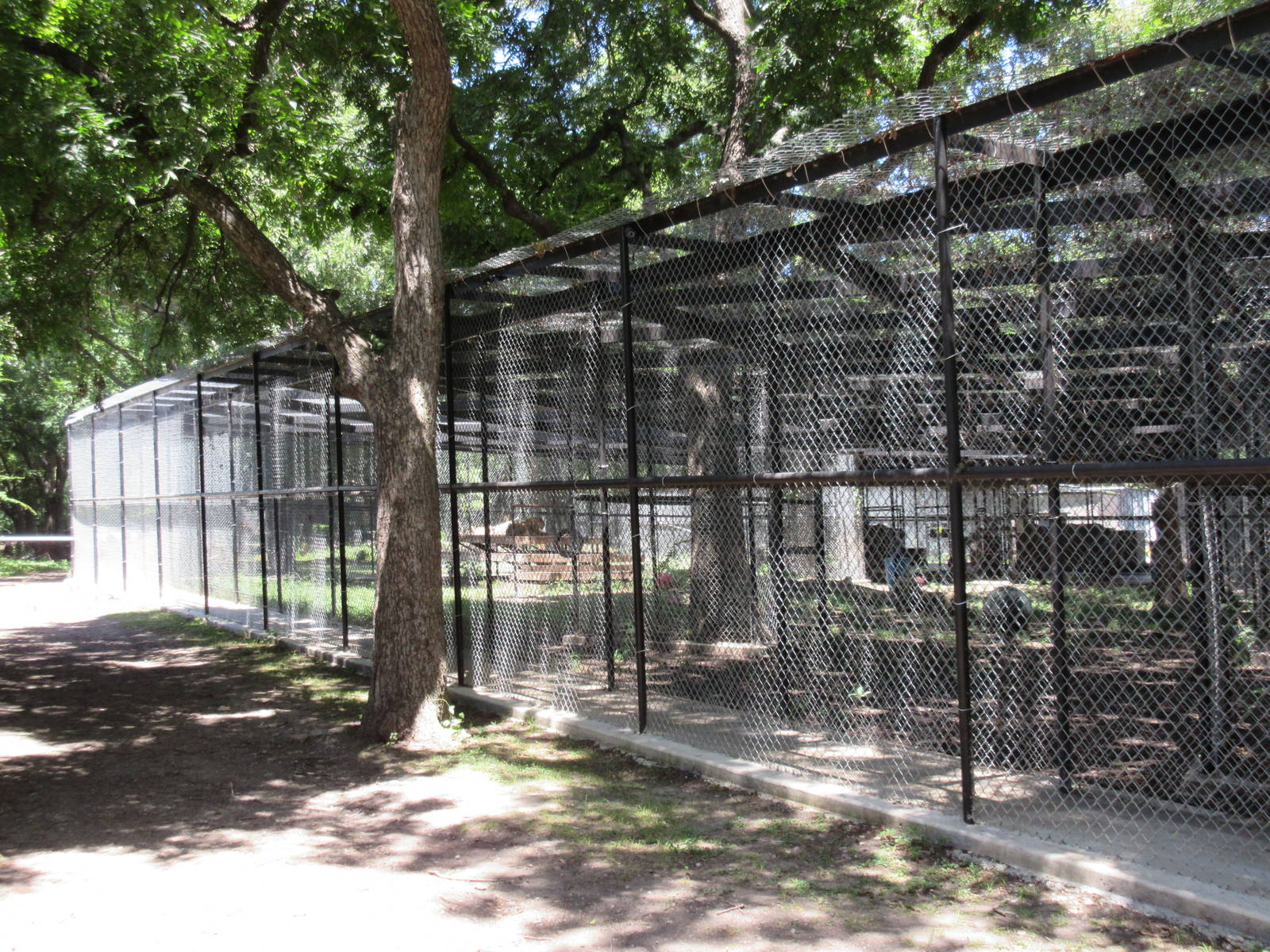 African Lion Exhibits