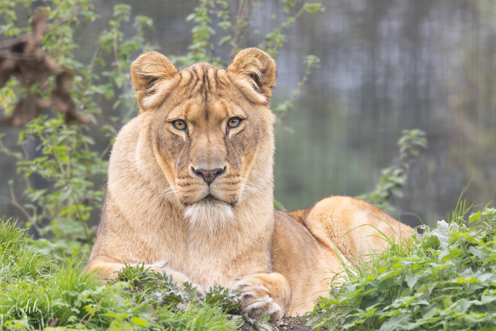 African Lion (f) / Linton Zoo / 17-11-24