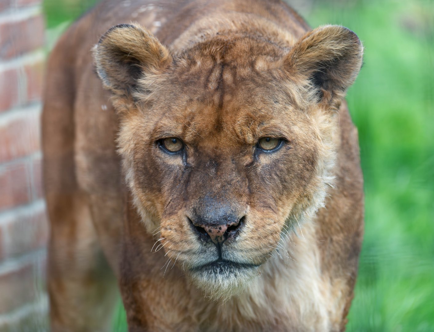 African lion (f), Safina, Linton, UK