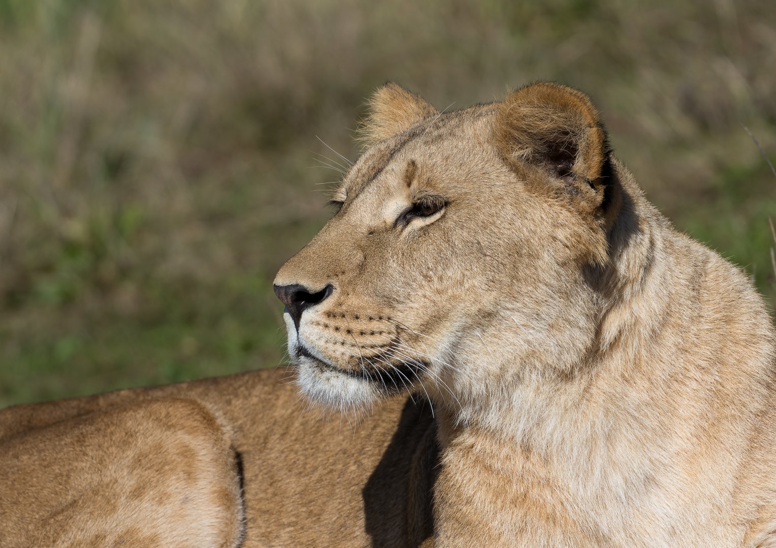 African lion (f), YWP, UK