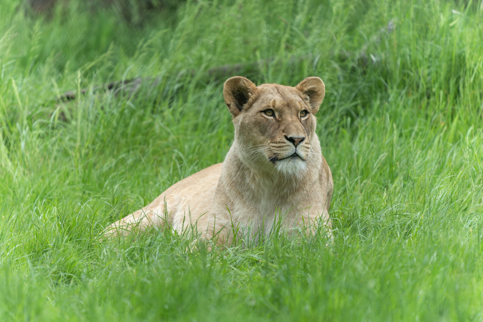 African lion (f), ZSL Whipsnade, UK