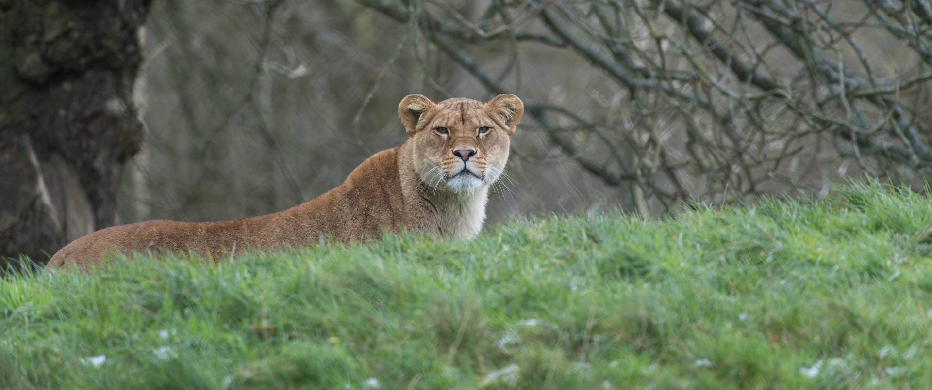 African Lion (f), ZSL Whipsnade, UK