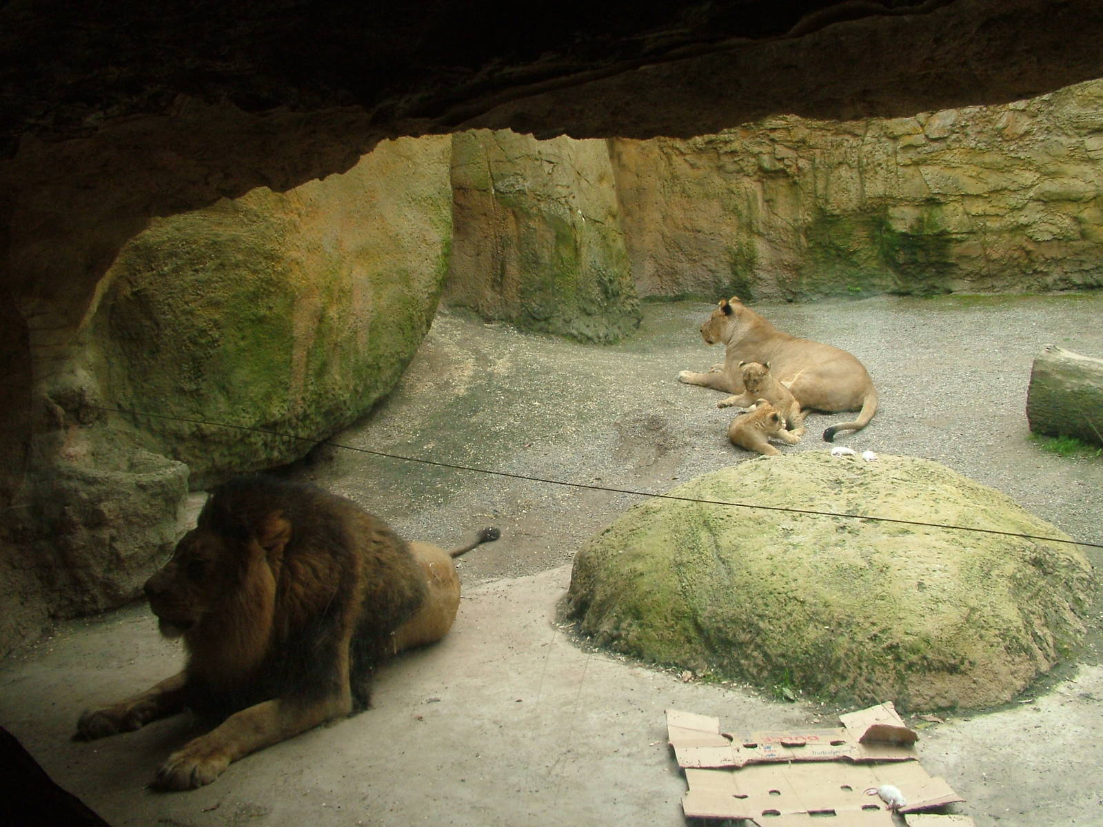 African Lion family at Wuppertal 13/05/09