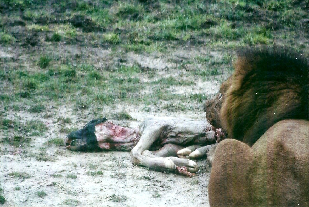 African Lion feeding 27th December 2012