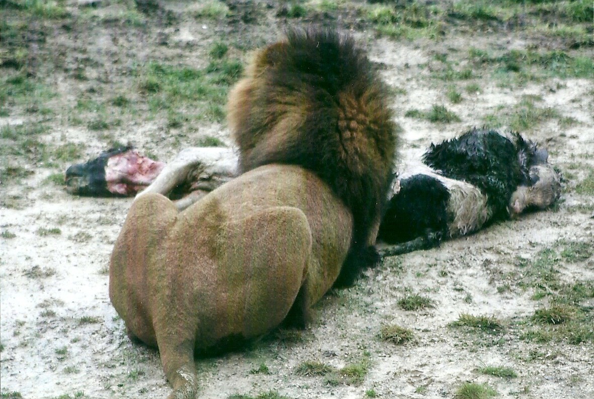 African Lion feeding 27th December 2012
