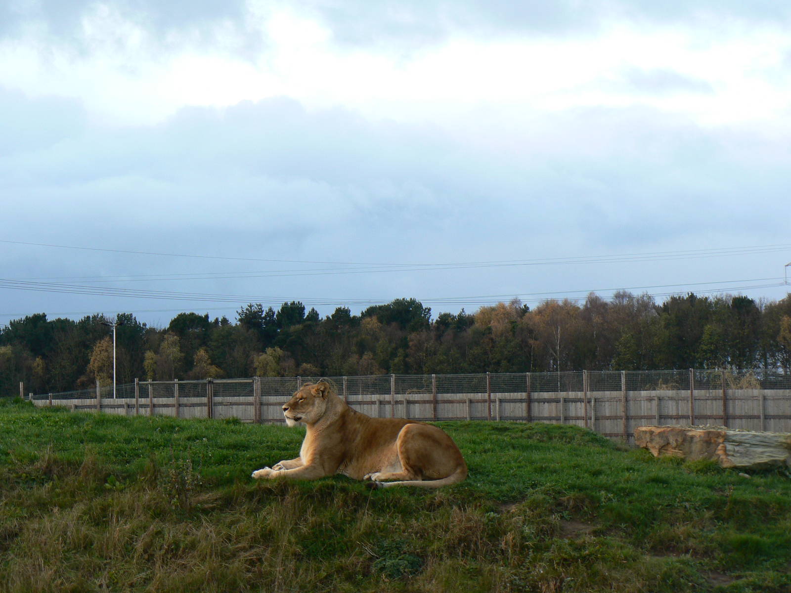 African Lion Female - 22 November 2015