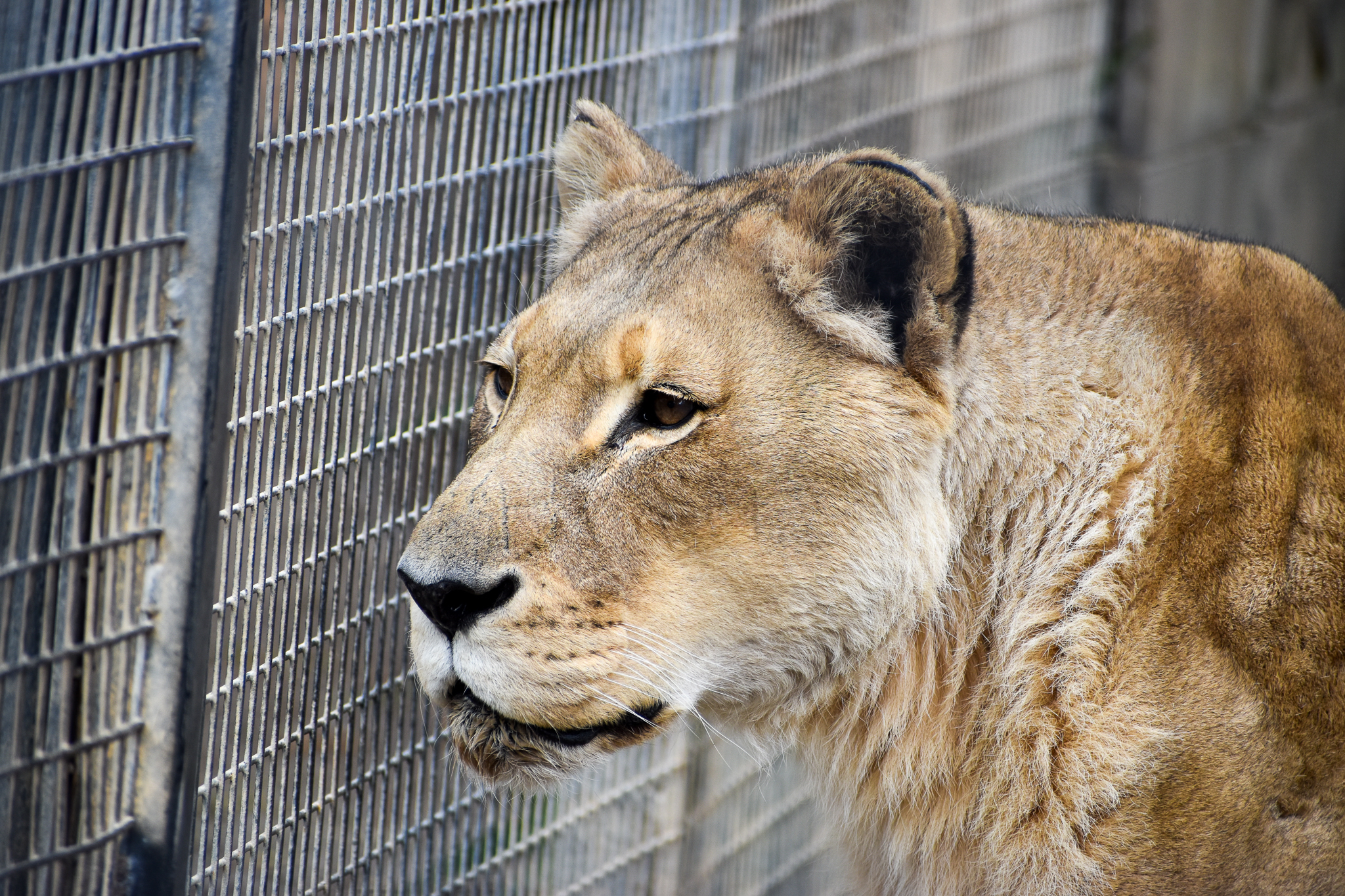 African Lion - female Amani