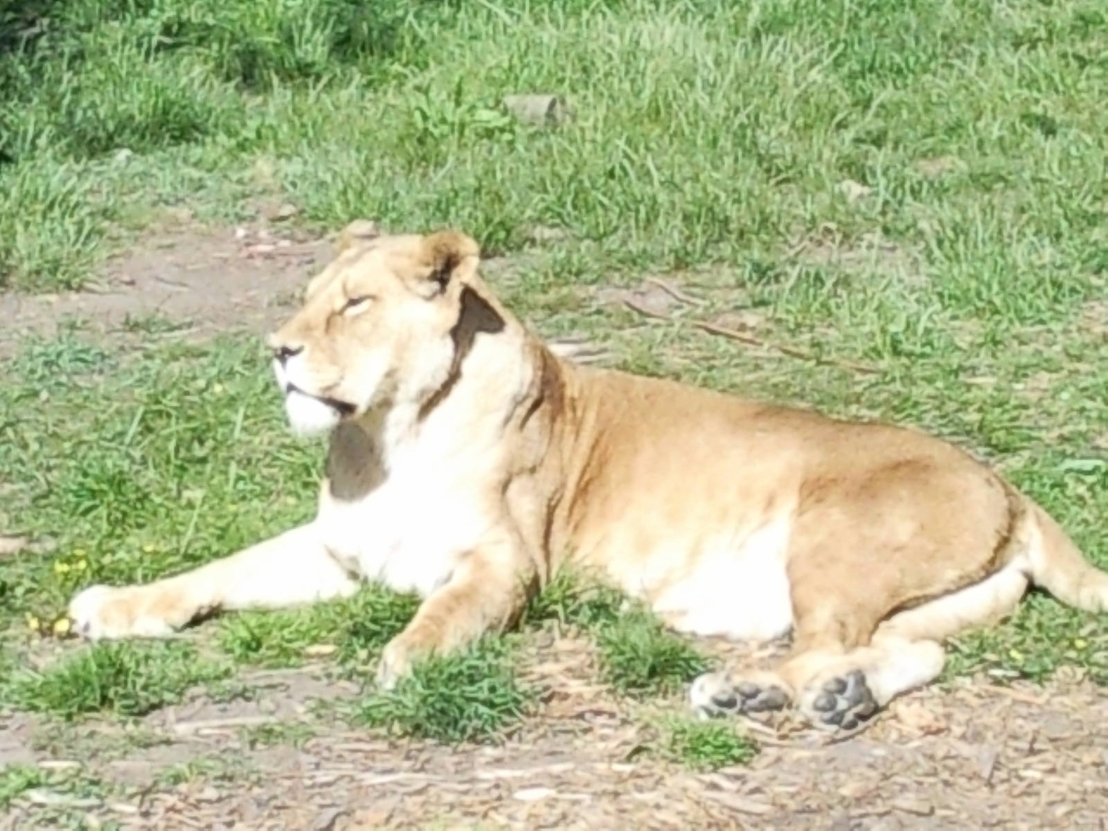 african lion female jasmine