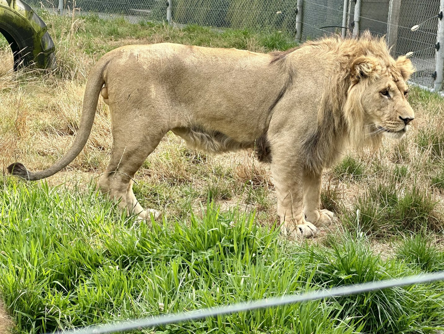 African Lion (Fletcher)