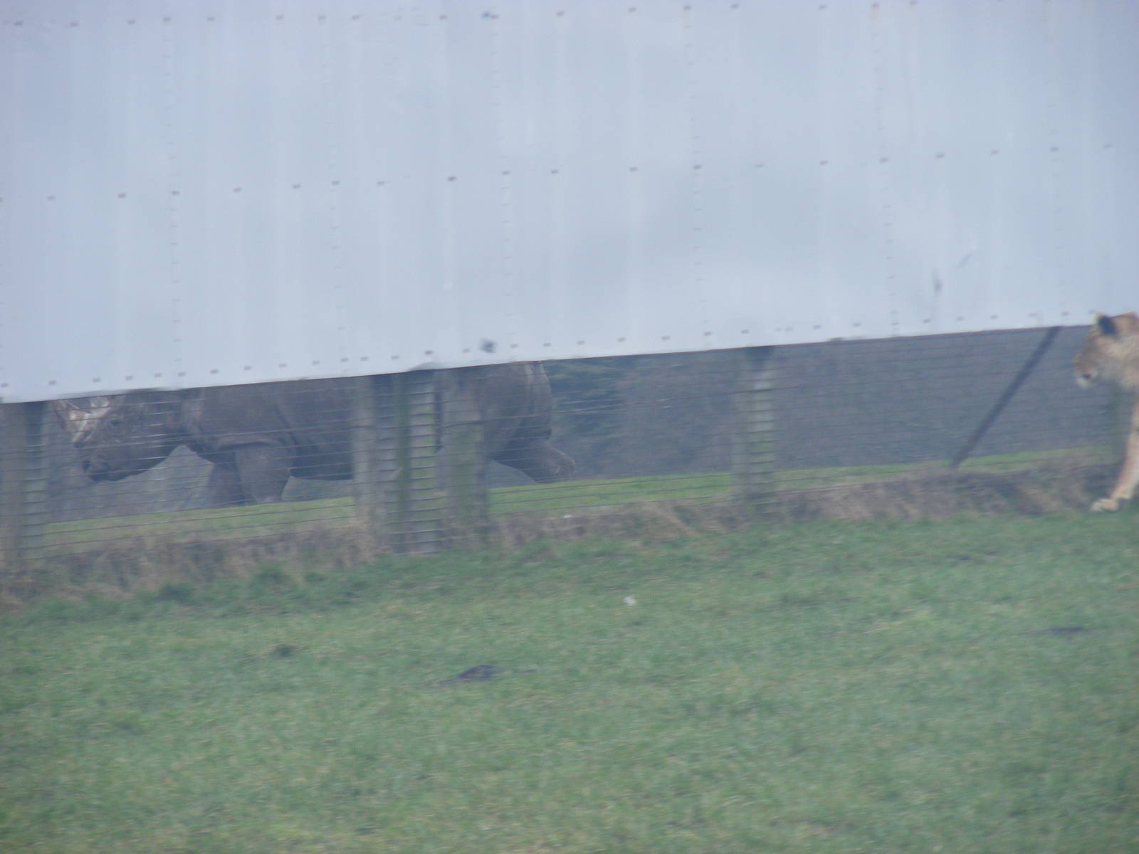 African lion following a white rhino in the adjoining reserve at West Midla