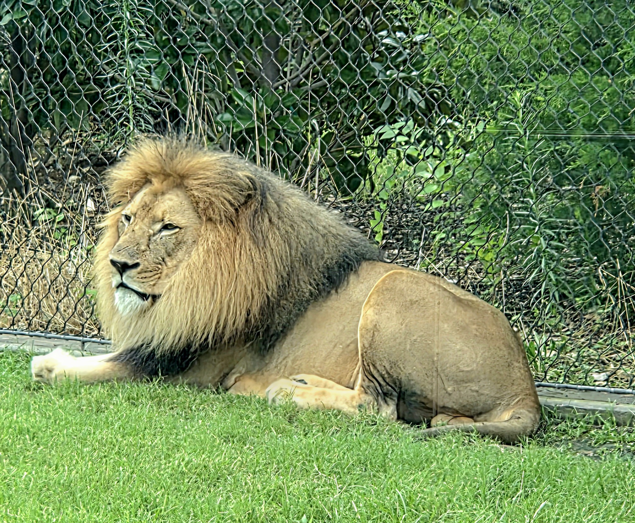 African Lion - Fort Worth Zoo